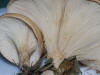 Lepista flaccida Tawny Funnel Cap