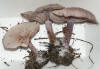 Lepista nuda Wood Blewit