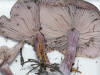 Lepista nuda Wood Blewit