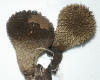 Lycoperdon echinatum Spiny Puffball