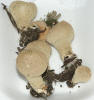 Lycoperdon perlatum Common Puffball