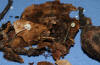 Marasmius setosus