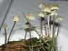 Mycena metata