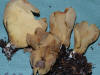 Otidea onotica Hare's Ear