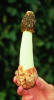 Phallus impudicus Stinkhorn