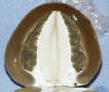 Phallus impudicus Stinkhorn (a young 'egg' sliced)