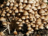 Psathyrella multipedata Clustered Brittlestem