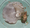 Pseudohydnum gelatinosum