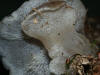 Pseudohydnum gelatinosum
