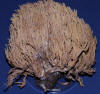 Ramaria fumosa