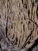 Ramaria fumosa