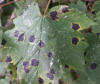 Rhytisma acerinum Sycamore Tarspot
