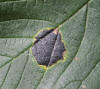 Rhytisma acerinum Sycamore Tarspot