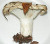 Russula chloroides Blue Band Brittlegill