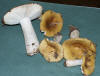 Russula ochroleuca Ochre Brittlegill