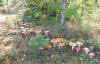 Sam's troop of Fly Agarics