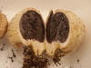 Scleroderma citrinum Common Earthball