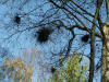 Taphrina Witch's Broom
