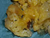 Tremella mesenterica Yellow Brain