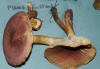 Tricholomopsis rutilans Plums and Custard