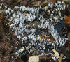 Xylaria hypoxylon Candle Snuff Fungus
