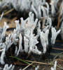 Xylaria hypoxylon Candle Snuff Fungus