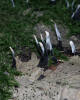 Xylaria hypoxylon Candle Snuff Fungus