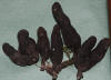 Xylaria polymorpha Dead Man's Fingers