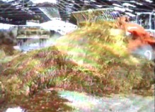 more horse manure and bedding straw is added