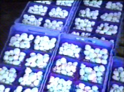 the best quality are packed for sale fresh