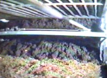 after two weeks the casing layer of peat + chalk is added