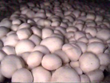 mushrooms grow tightly packed together