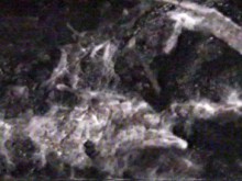 mycelium grows through the compost (= spawn run)