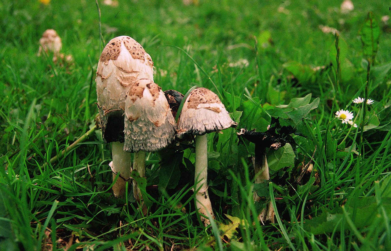Picking mushrooms. Копринус (Coprinus SP.). Навозник складчатый. Навозник (род грибов). Копринус лиловый.