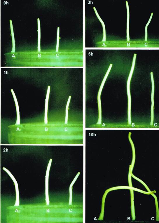 fungiflex assay