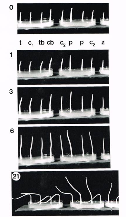 fungiflex assay