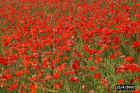 1308Malta_poppies.jpg (70804 bytes)
