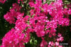 Bougainvillea.JPG (83009 bytes)