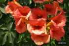 Crete_flowers2.JPG (58031 bytes)