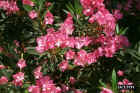 Crete_flowers3.JPG (85902 bytes)