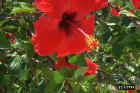 Crete_flowers4.JPG (58983 bytes)