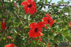 Crete_flowers5.JPG (98848 bytes)