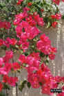 Crete_flowers6.JPG (83174 bytes)