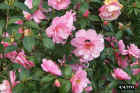 flowers00.JPG (72525 bytes)