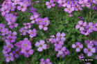 flowers02.JPG (67656 bytes)