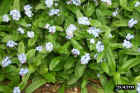 flowers04.JPG (73667 bytes)