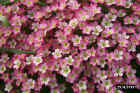 flowers05.JPG (80642 bytes)