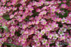 flowers06.JPG (82580 bytes)