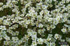 flowers07.JPG (93887 bytes)