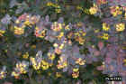 flowers08.JPG (73477 bytes)